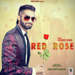 Unknown Red Rose