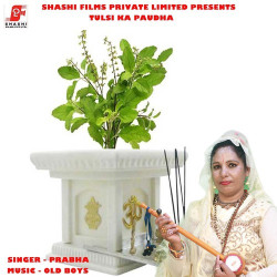 Unknown Tulsi Ka Paudha